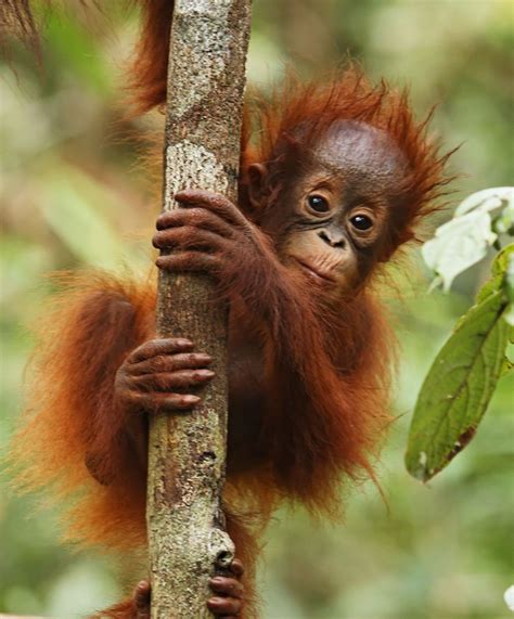 Endangered Animals In Borneo Rainforest | RAINFOREST ANIMAL