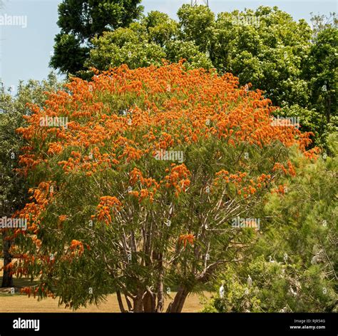 An orange tree and flowers hi-res stock photography and images - Alamy