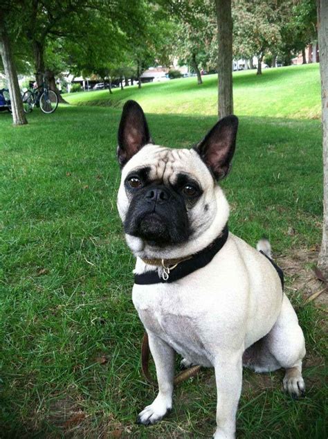 Frenchie Pug Adoption | PETSIDI