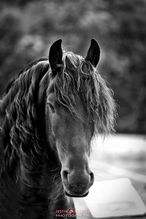 Justin Beckley Photography | Photographer in Barnstaple, North Devon UK - Equine Photography ...