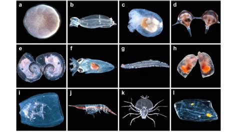 Freshwater Zooplankton Identification