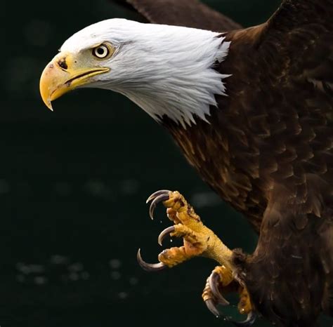 Stunning Videos Highlight Hunting Prowess of Bald Eagles