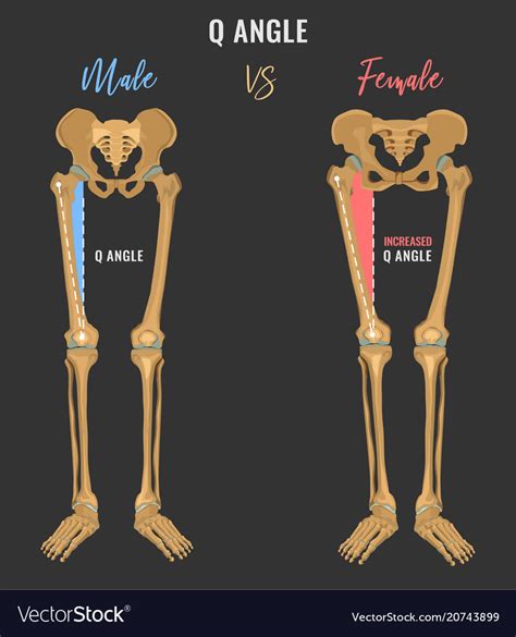 Female and male skeleton differences Royalty Free Vector