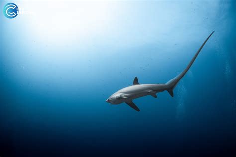 Thresher Shark Diving in Malapascua Island, Cebu: Your Complete Guide - CEBU INSIDER