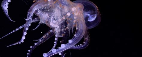 Four New Octopus Species Discovered in Deep-Sea Paradise Off The Coast of Costa Rica : ScienceAlert