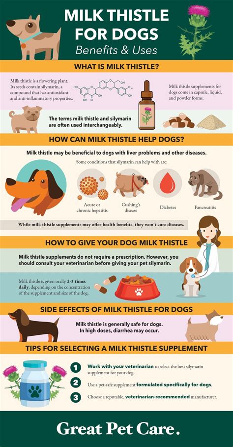 Milk Thistle for Dogs: Benefits and Uses | Great Pet Care