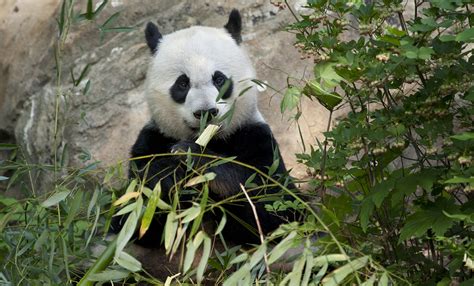 Giant panda | Smithsonian's National Zoo and Conservation Biology Institute