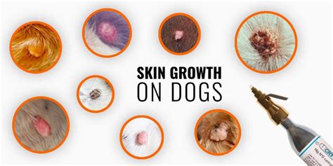 Skin tags on dogs - xolerops