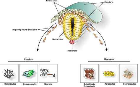 Three adult derivatives neural crest Cranial neural crest – Telegraph