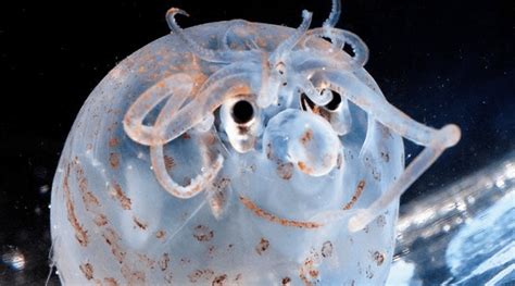 The piglet squid is a squidgy little enigma - Australian Geographic