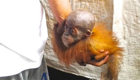 Baby Orangutan Loses Everything So Someone Could Make $8 - The Dodo