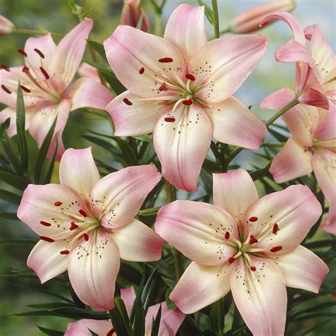 Lily Asiatic Stainless Steel- 6 Flower Bulbs - EuroBlooms