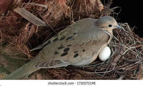 240 Mourning Dove Eggs Images, Stock Photos, and Vectors | Shutterstock