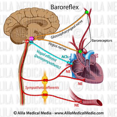 Alila Medical Media | Baroreflex labeled | Medical illustration