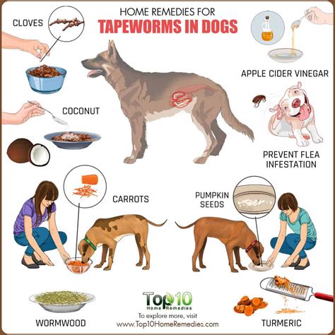 Tapeworms In Dog Poop Treatment, Buy Now, Best Sale, 50%, 41% OFF