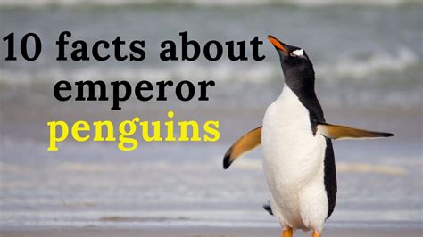 Best 25 Emperor Penguin Facts Ideas On Pinterest