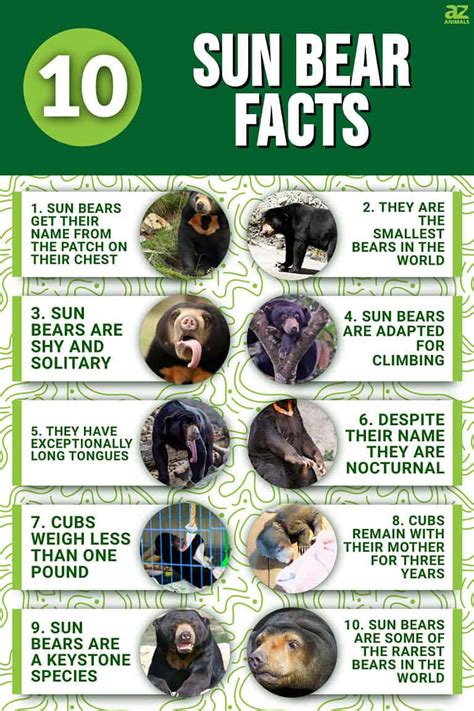 10 Interesting Facts About Sun Bears - A-Z Animals