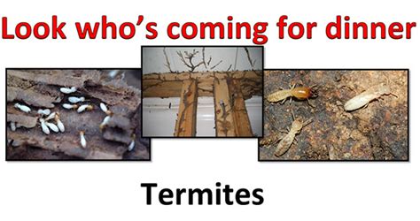 Termite Control in FL