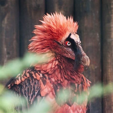 Moriarty’s Monsters Part One: The Red Bearded Vulture – The Herald