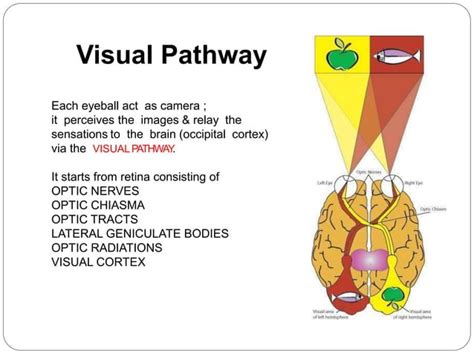 anatomy of visual pathway