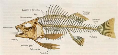 Fish Skeleton Diagram | Quizlet