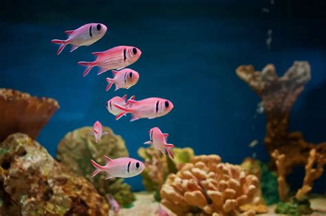 Pink Fish Names (297 Awesome Naming Ideas) - Blog Of Tom