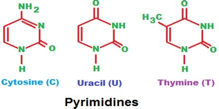 Pyrimidine - Assignment Point