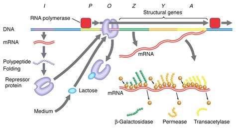 Lac Operon : Regulation of Gene Expression in Prokaryotes