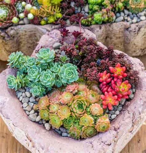 Succulents Growing Outside | Bruin Blog