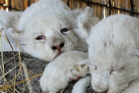 The cuteness of these rare white lion cubs is too much to handle | Mashable