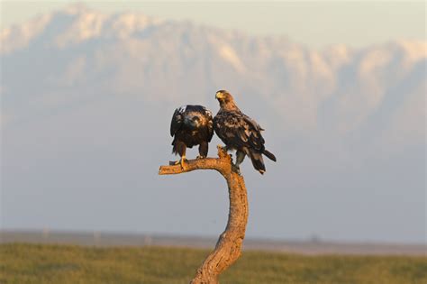 Male Eagle vs Female Eagle: How To Tell Them Apart