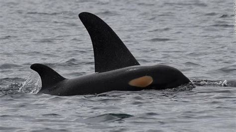 A female baby Southern Resident Killer Whale has been born. This is ...