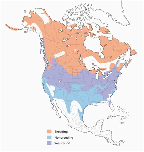 Canada Goose Migration Map | secretmuseum