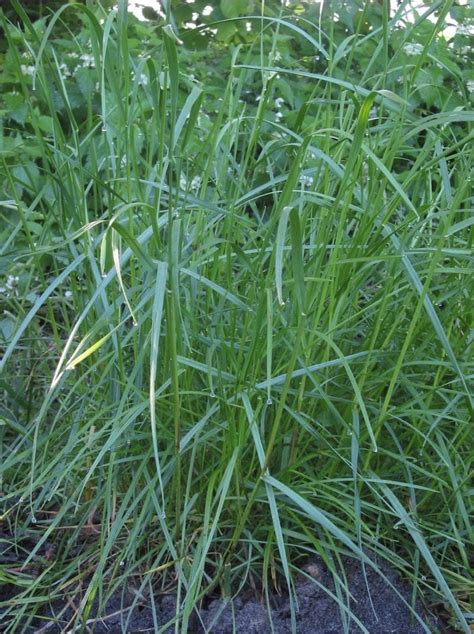 All About Perennial Ryegrass