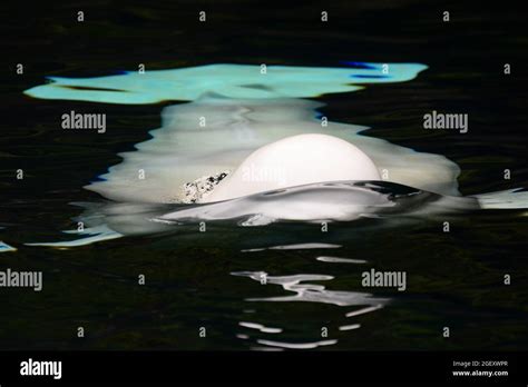 Beluga whale underwater Stock Photo - Alamy