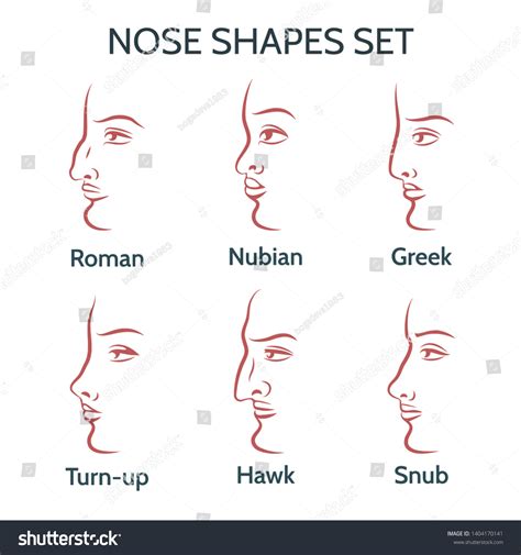 Main Nose Shapes Contour Human Faces Stock Vector (Royalty Free ...