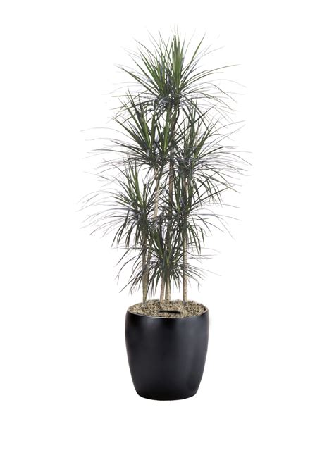 Dracaena Marginata Straight | Phillip's Interior Plants & Displays