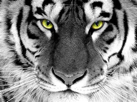 White Tiger Wallpapers HD - Wallpaper Cave