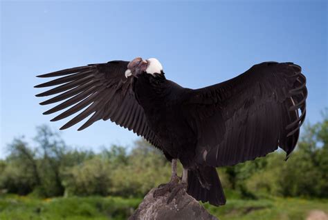 Where can I see the Andean Condor in the wild