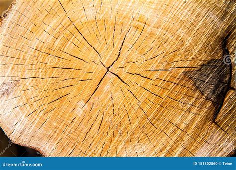 Tree trunk cross section stock photo. Image of timber - 151302860