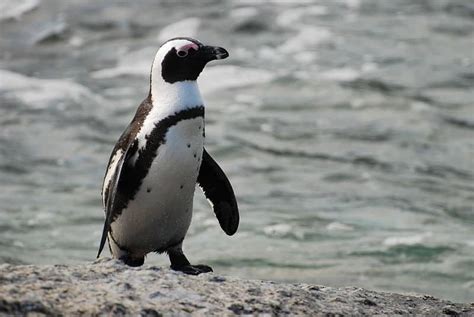 African Penguin - A-Z Animals