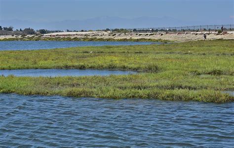 Bolsa Chica Wetlands I Photograph by Linda Brody - Fine Art America