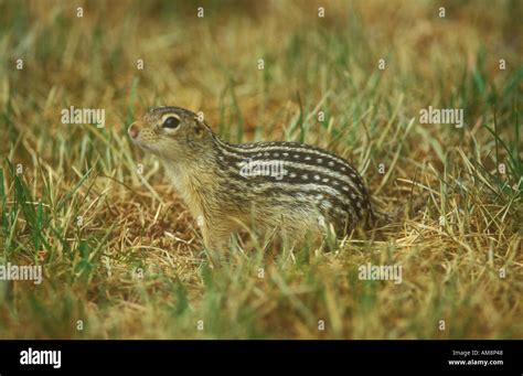 Thirteen lined Ground Squirrel Stock Photo - Alamy