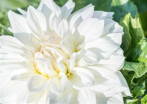 15+ white dahlia varieties