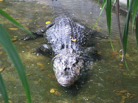 Amazon Caiman Facts - Rainforest Cruises