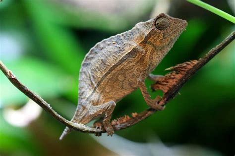 Pygmy Chameleon 101: Care, Habitat Setup, Lifespan...