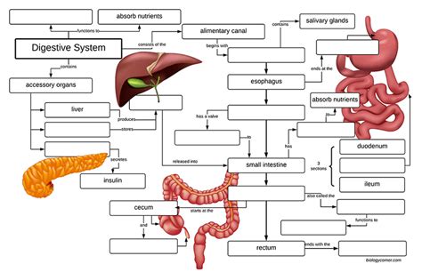 Digestive Concept Map