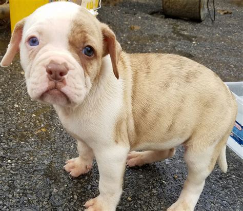 American Bulldog Puppies For Sale | Memphis, TN #184394