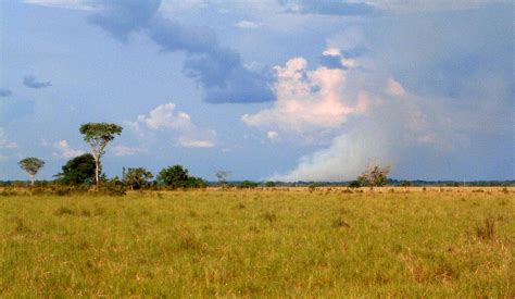 The Llanos: Mosaic of Grassland Plains & Ecological Diversity | LAC Geo