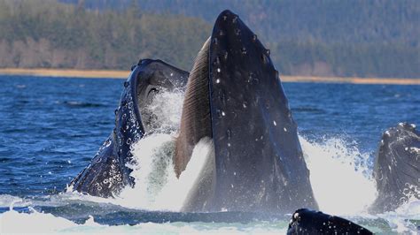 Humpback Whale Eating Krill